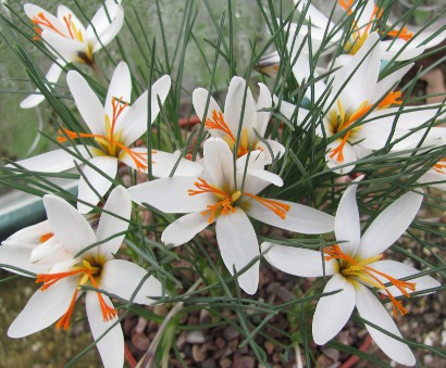 Crocus fleischeri 